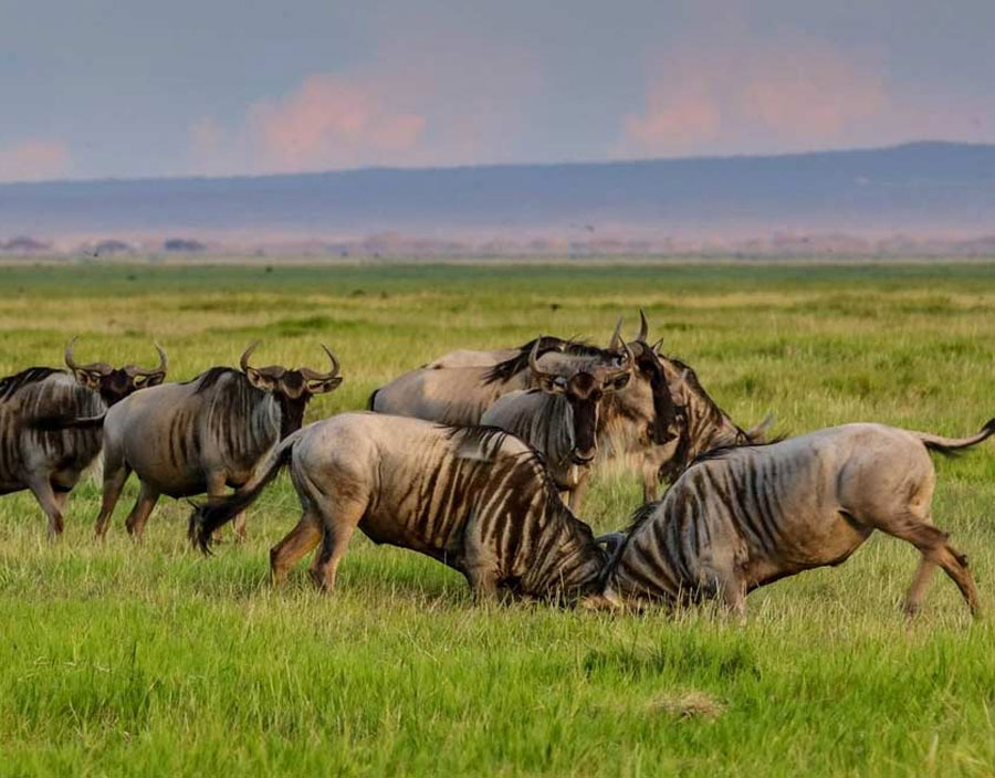 Wildebeest Migration Mara