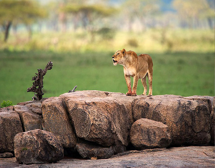 Luxury Tented Camp Safari