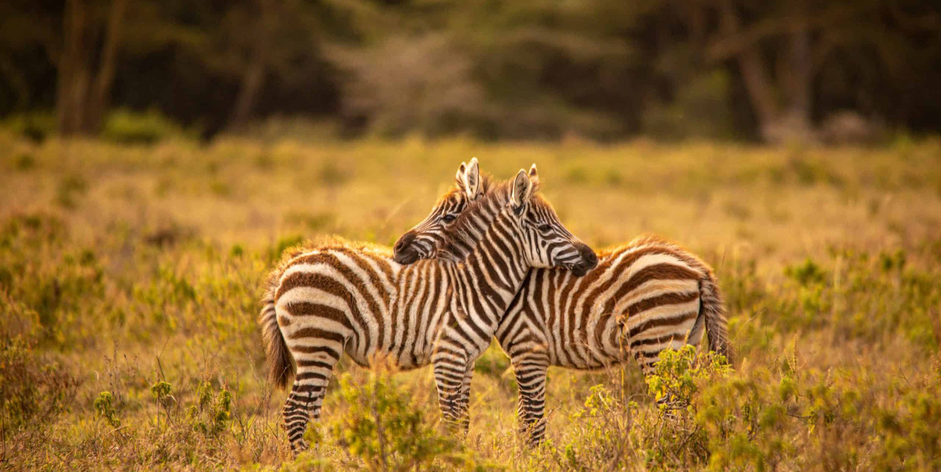 Uganda Gorilla & Rwanda