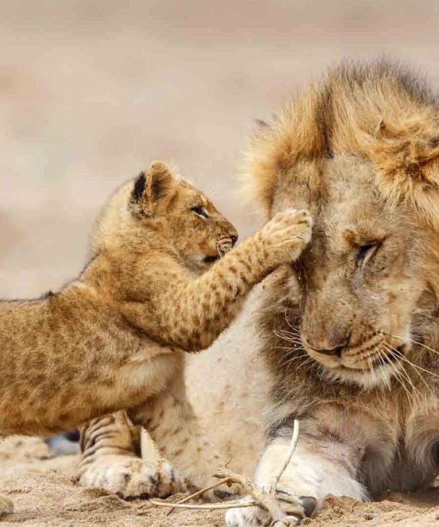 Tarangire baobab trees
